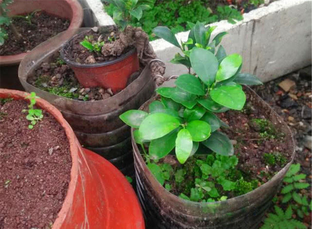 大叔用“小苗”做提根盆景,用1个塑料瓶“养根”,长根能挤爆瓶