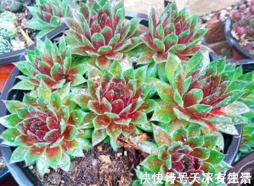 外行人|盆栽此款多肉,打理好这些,茎叶长得像莲花,一年四季都在开