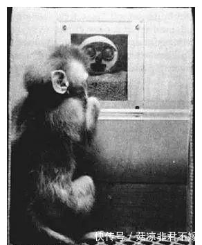 华生|用9个月婴儿实验,他的教育方法坑害千万孩童,如今竟在中国流行