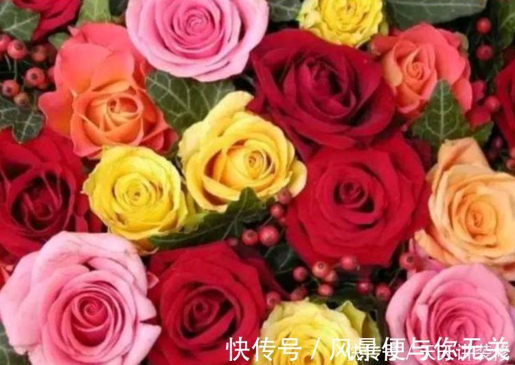 花期|几种花期最长的花卉,一年四季开不停,每天都有花赏