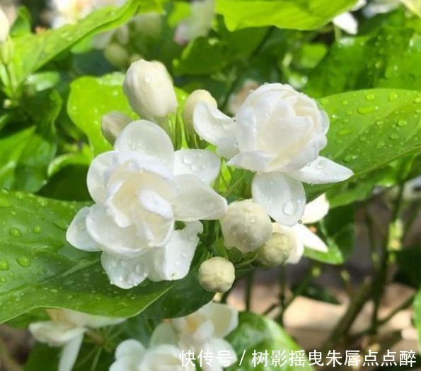 比“香水”还香的4种花,养1盆满屋飘香,漂亮又好养!