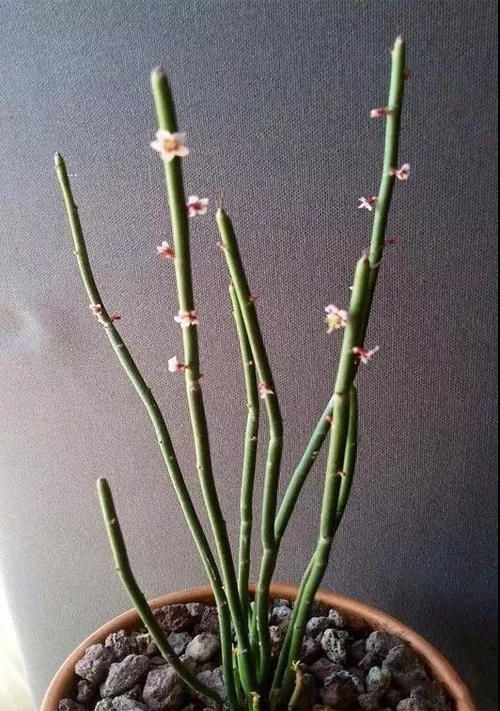 这几种类型的花草,最好不要从网上买,很难养活