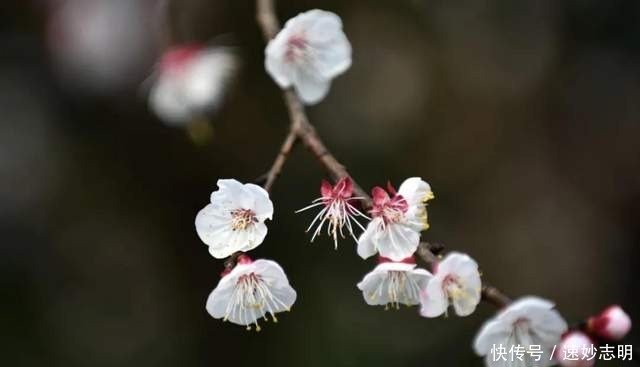 中年|满园春色关不住！绵竹的“花花世界”已美成这样