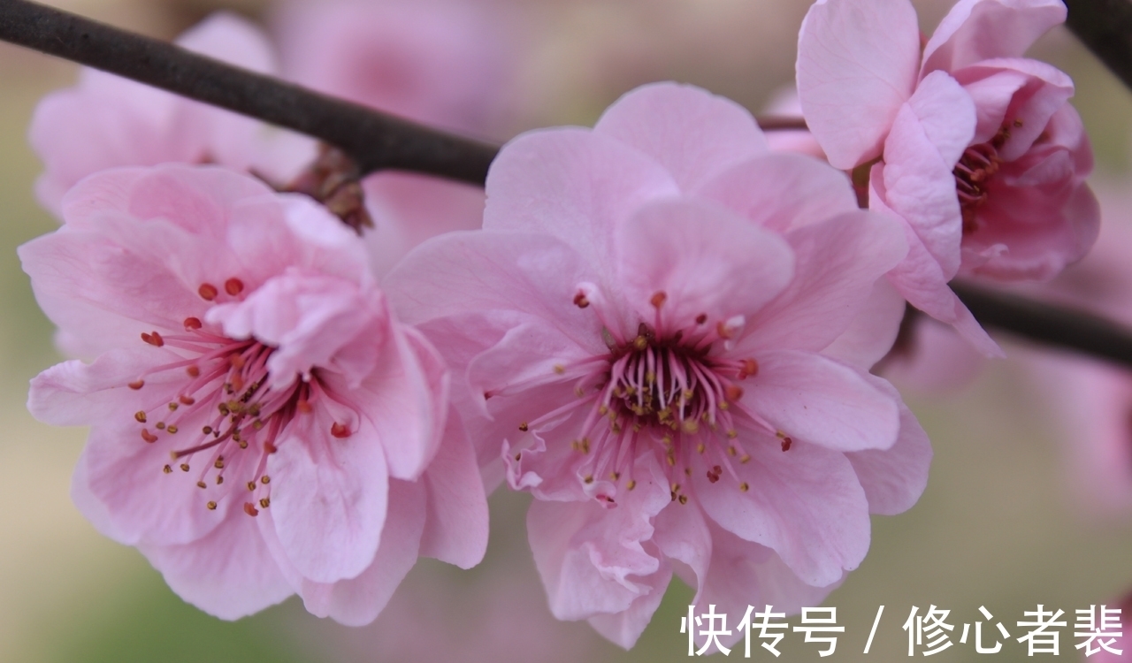 一个字!古诗词中最美的10朵花,《山园小梅》仅排第二,谁独占榜首?