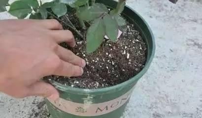 植物|快死的花卉这样做，能轻松起死回生！