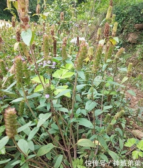 野草|这野草，学名“夏枯草”，是中药“珍宝”，野外遇见，请勿错过！