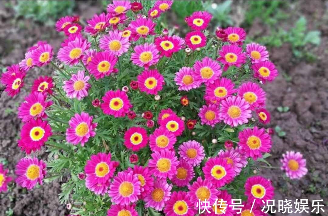 糖果|花超级多,还容易爆盆,全年开花,这种盆栽很适合养,你喜欢吗