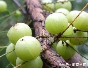 养颜|女人最好的零食，不想老太快，冬天多吃，补血养颜，纤体瘦身