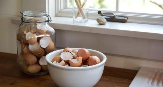 鸡蛋壳养花,少了这一步,难怪你的花不长个!