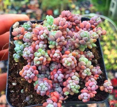 丰满|多肉界里,美人如云,个个丰满剔透,你认识几个美人