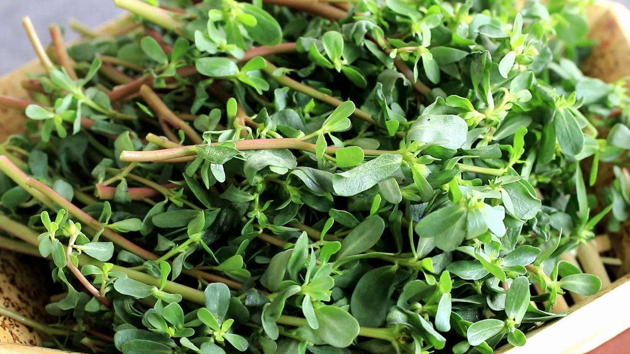 马齿苋|十个人九个腰疼,常用此草泡酒,祛风除湿,通经络,早知早受益