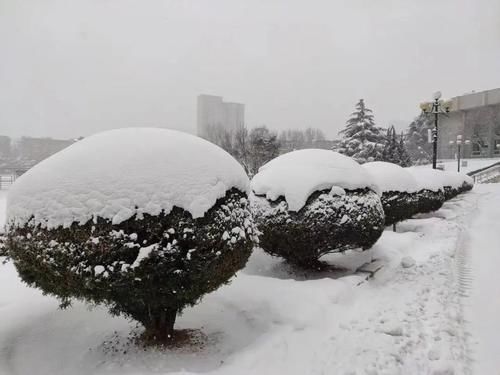 唯有雪花真绝色，飘落时节动师大