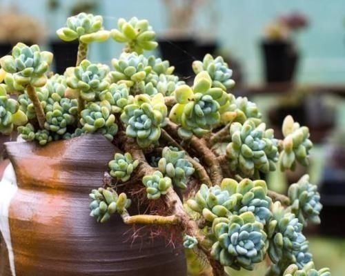 达摩福娘|4种自带香味的多肉,窗台养一盆,满屋子飘香,你养过几种?