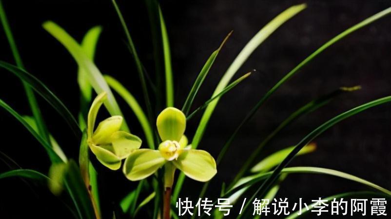 为啥有些兰花买来是红花,复花时就不红了