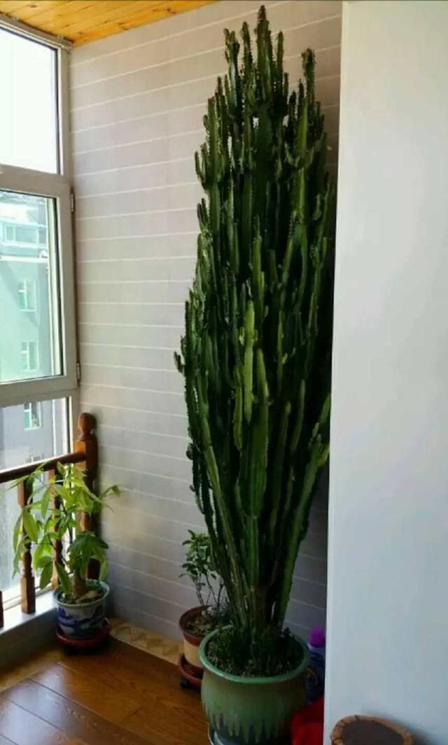 此花有点“丑”,别嫌弃,是吸“甲醛”高手,可长2到3米高!