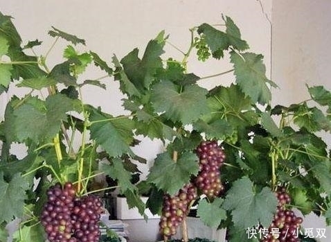 公认“养不死”的7种水果盆栽,粘土就活,新鲜果实一年吃不停