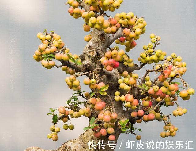 最新最全的挂果盆景的栽培与养护技巧,你学会了么