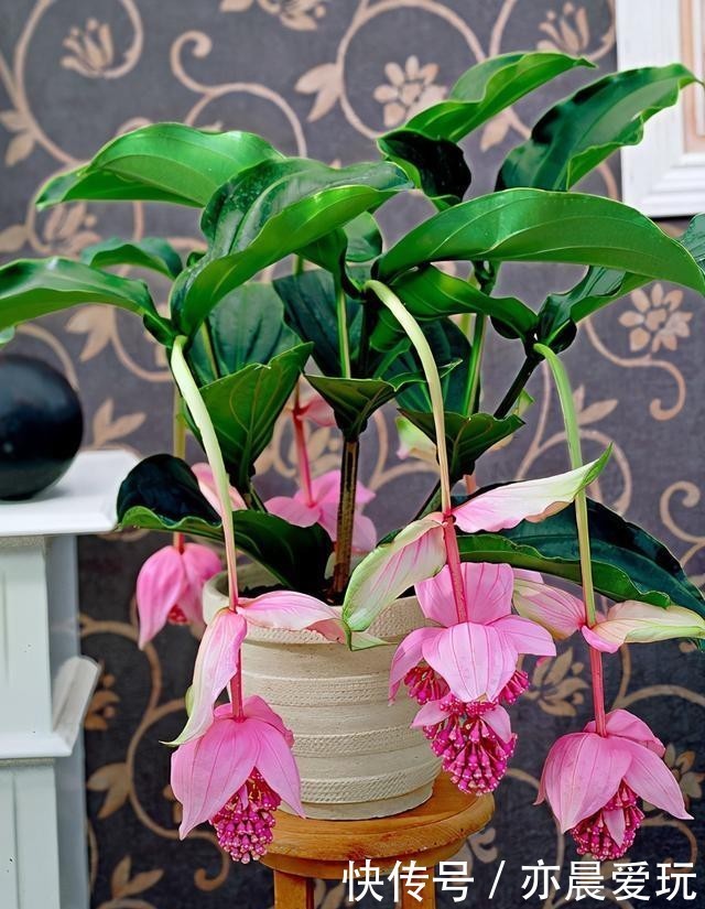 宝莲灯|送朋友一盆300块钱的花,结果被退回来了,一周成光杆,太难养了