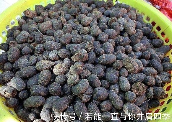 羊粪蛋|养三角梅,1把“黑球”撒土里,枝条一下“窜2米”,开花1000朵!