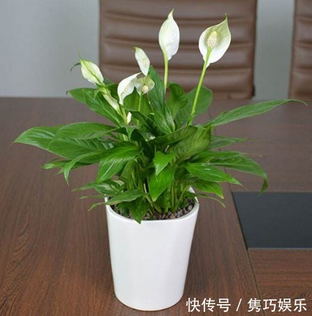 5种适合懒人养的盆栽,一月不管也能活,花开好养还爆满,美翻了