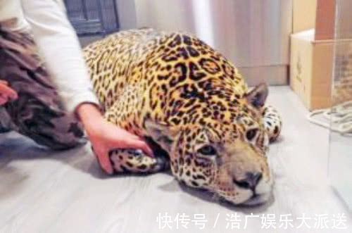 母爱|豹子妈妈因剖腹产被医生剃去了豹纹,当它苏醒后表情笑喷