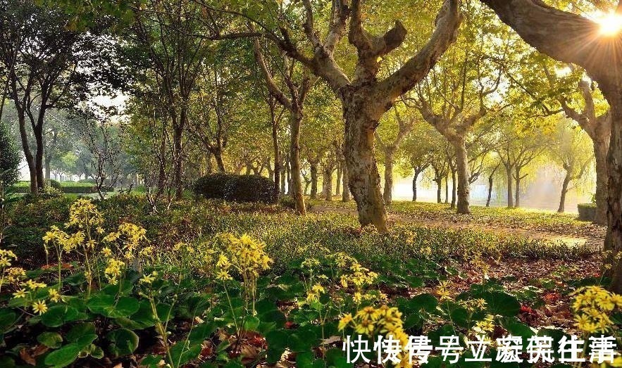 海棠依旧#宋人笔下的风如何?这2首宋词告诉你,忍不住不看的美!