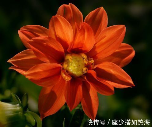 5种漂亮花，好养易活能爆盆，花朵迷人，一茬一茬地开