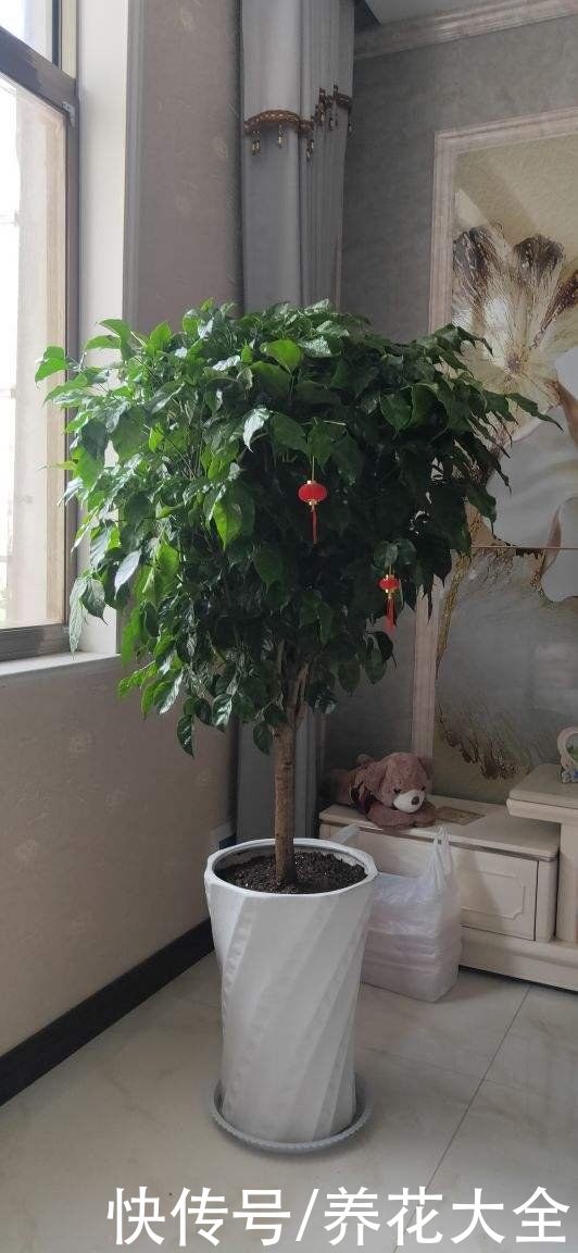 发财树|在家养花不如养棵“树”，绿油油的超好看，还能释放氧气