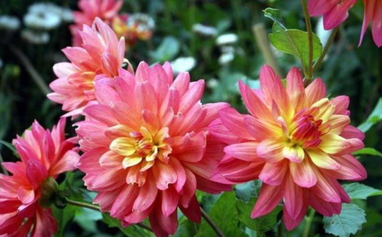 几款花卉,花开繁盛花香怡人,花期超长,一开就停不下来