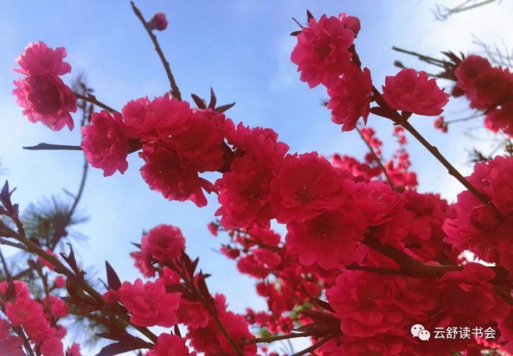 春天|初一上册“我最喜欢的季节”：《秋月冬雪尤爱春》