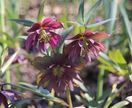 耐阴绿植哪家好？爱花党看过来，更有耐寒的种类