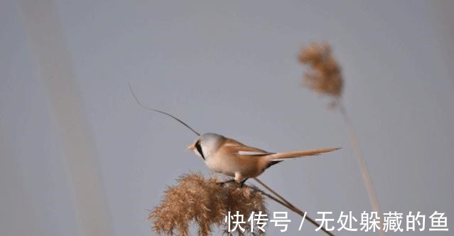 胡须$文须雀每年都来宛平湖越冬!
