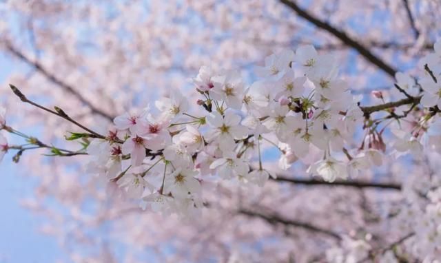 正值|这里的樱花正值花期！比日本美，被誉为“世界三大赏樱胜地之一”