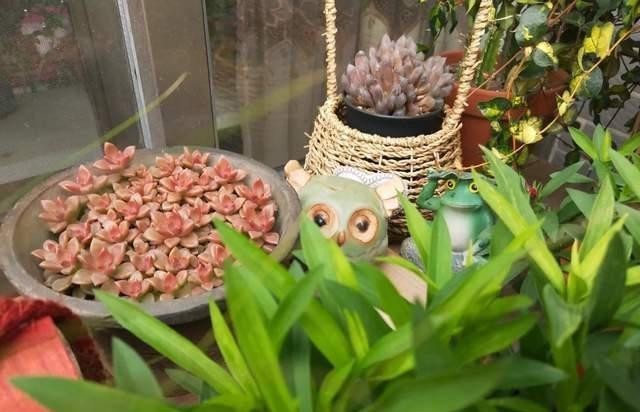 竟是|高手养花养一盆旺一盆,原因竟是做好这些不起眼的小事儿