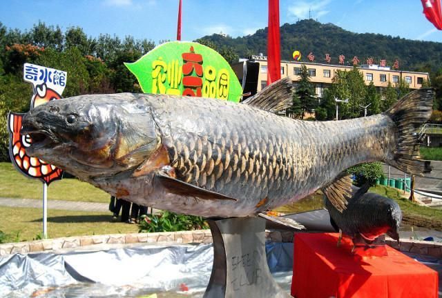 青鱼的“悲哀”：衔着宝石的明星鱼，却因野蛮生长而沦为“废柴”