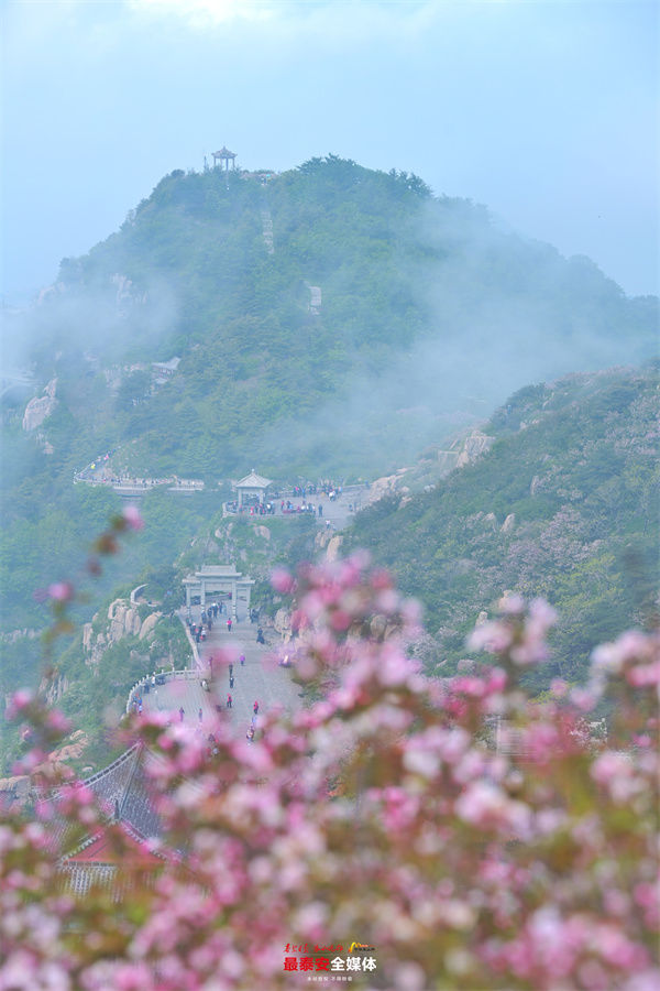 东风|东风袅袅泛崇光 岱顶海棠灿若霞