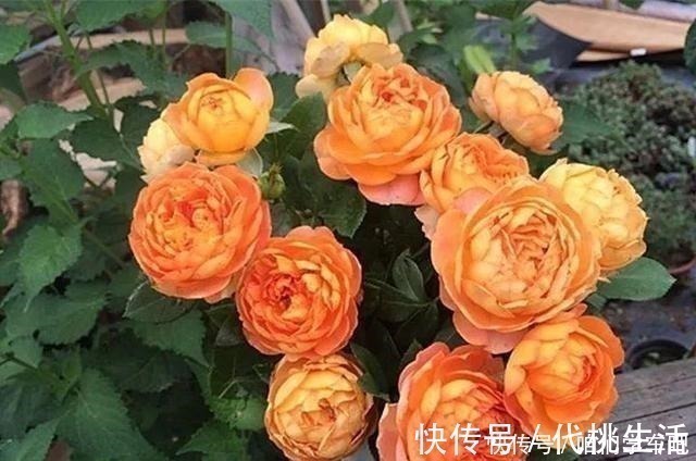 浇水|月季土埋“一料”,不黄叶不烂根,7天蹭蹭冒小笋,开出层叠群花!