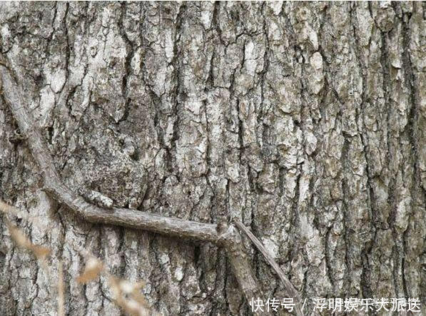 中老年人|老年痴呆测试图上有只青蛙，如果在30秒内找到，说明大脑很年轻