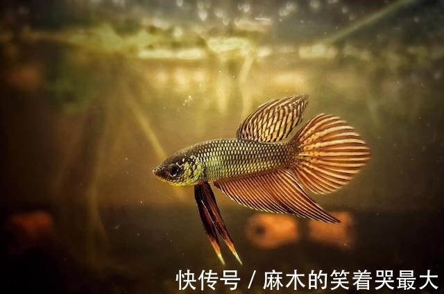 为什么你的鱼总是不断死去什么原因如何预防！