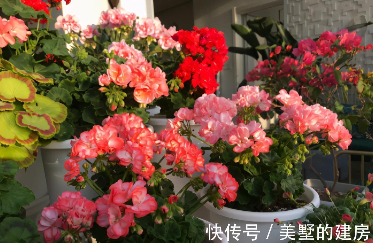 品种|懂花的人,钟爱4种花,开花容易爆,简单好打理