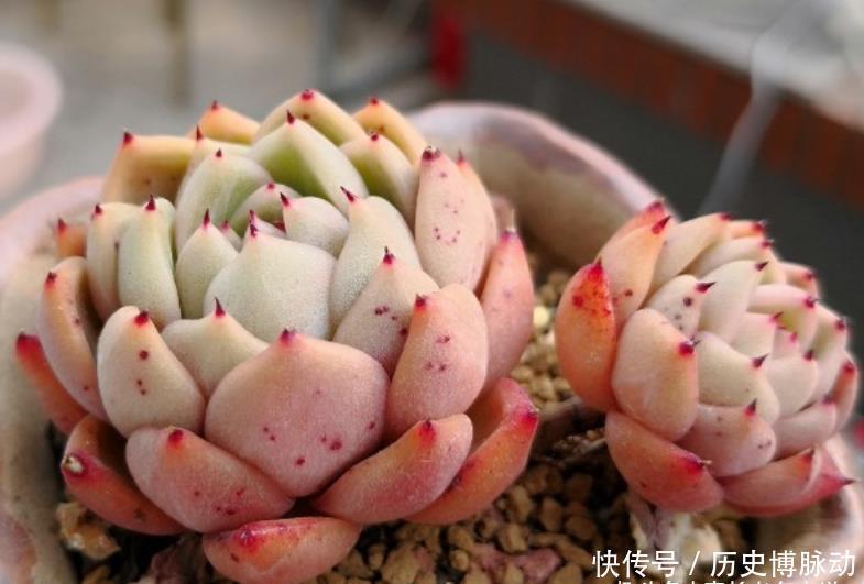 多肉拉霍亚——带爪的东云,堪称爪系基因与东云系基因的完美结合