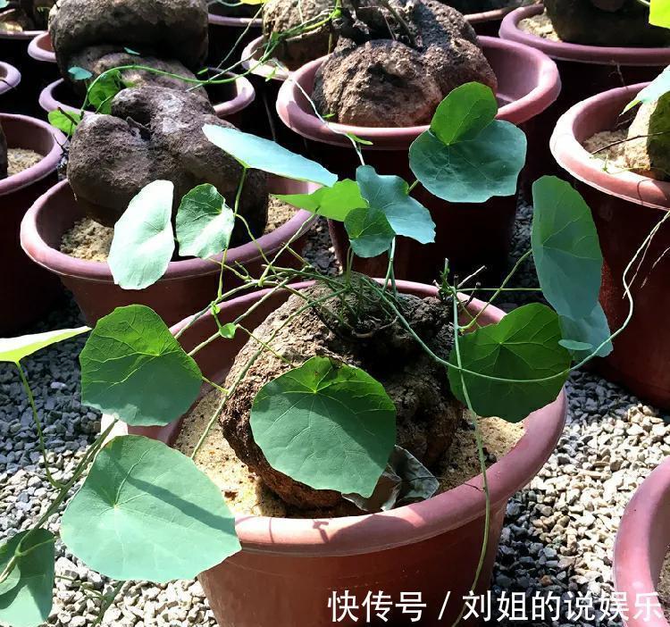 客厅摆放长寿花,好养又漂亮,知道的人却不多