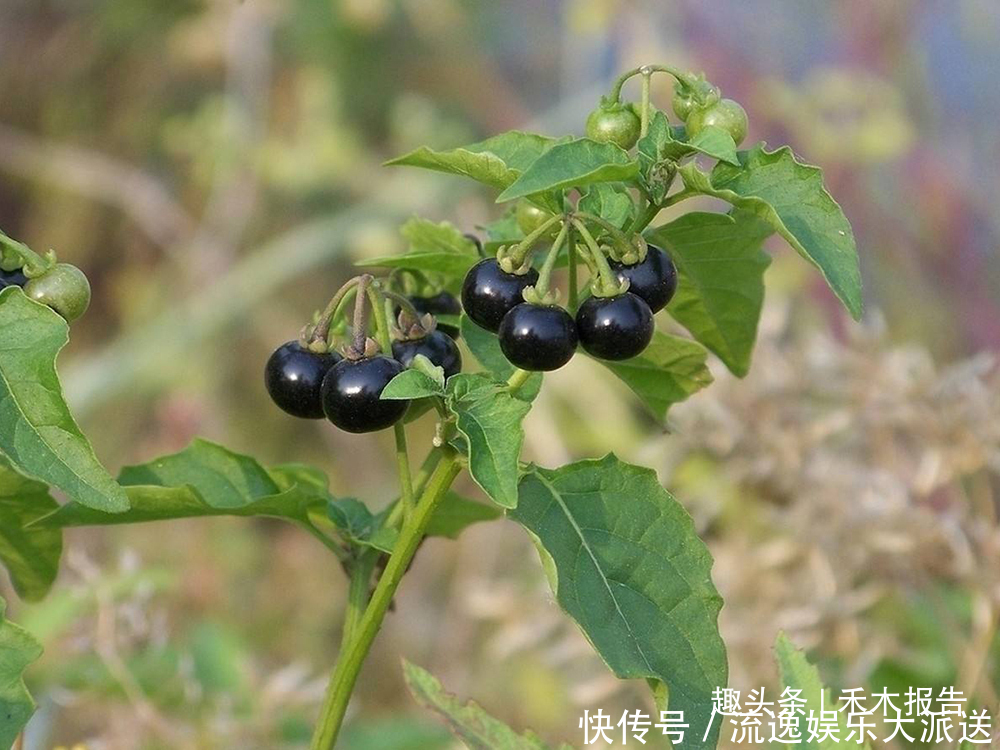 农村4种野葡萄，儿时常摘来当零食吃，如今稀罕少见，遇到别错过