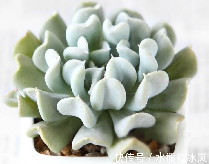 几款容易变成老桩的多肉，为什么自家的多肉经常牺牲，与品种有关