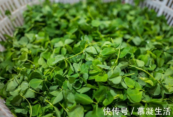 吃法|68种野菜图片,教你认识不同的野菜和吃法,你想要的野菜这里都有