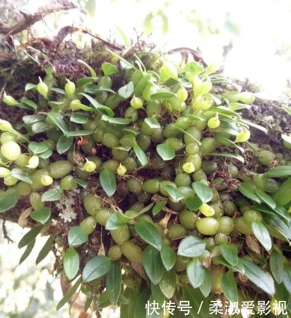 门前石头上长了一丛草，朋友出1000元来买，开起花来真漂亮！