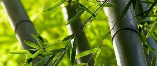 拯救|在闻鸡起舞之后的故事夺取河中失地,一首歌胡笳拯救孤立的城市