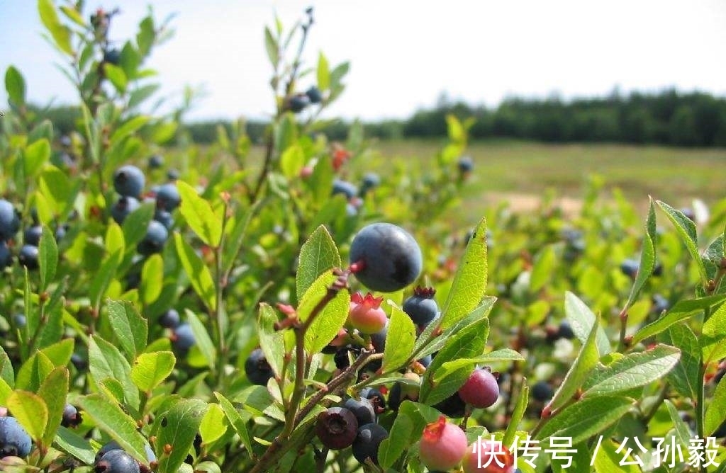 美味|农村这种植物,含有天然的黑色素,可将米饭染成黑色,果实很美味