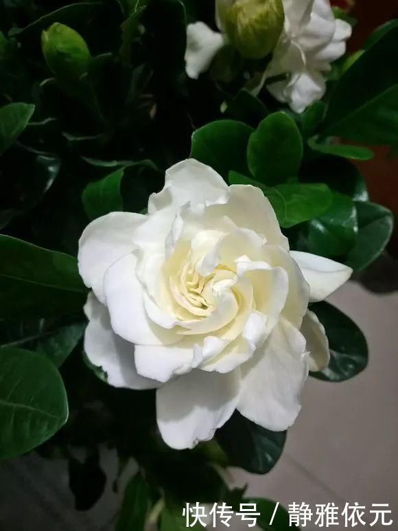 天热了4种花要“剪一剪”,剪1刀,花朵狂冒,花期延长2个月