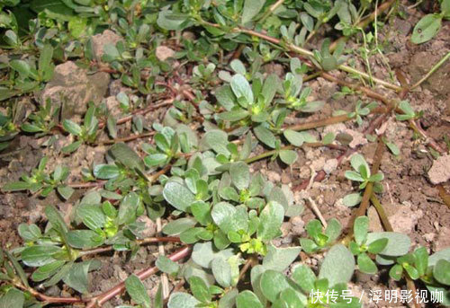 马齿苋|农村当个草,城里当个宝,五行俱全的“长寿菜”——马齿苋